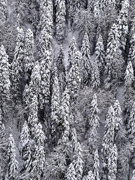 Winter landscape with a spruce forest in the snow A cloudy day in the mountains