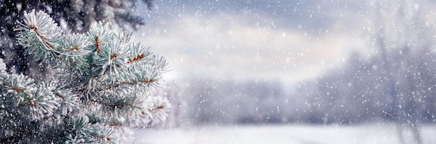 Winter landscape with spruce in the woods on a glade during a snowfall. Christmas and New Year background with snow-covered spruce