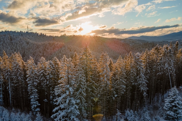 Winter landscape with spruse trees of snow covered forest in cold mountains.