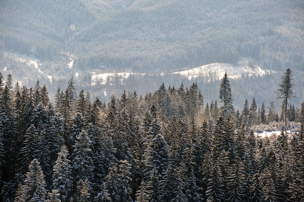 Winter landscape with spruse trees of snow covered forest in cold mountains.