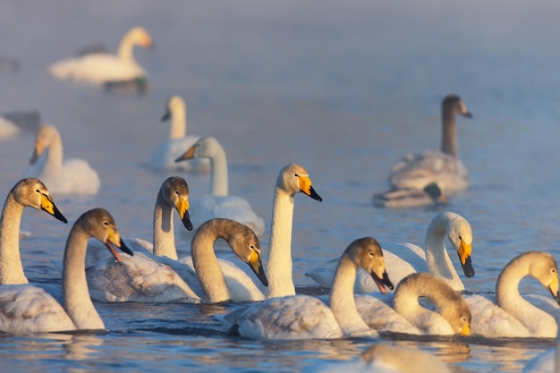 Winter landscape with swans and morning fog on the lake in Altai Krai, Russia.