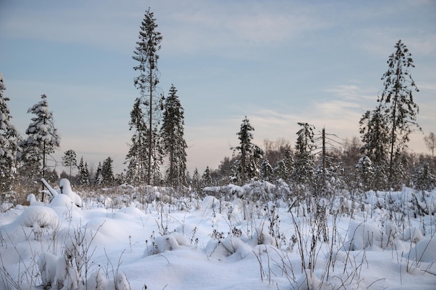 背の高いクリスマスツリーと雪の漂流冬の背景と冬の風景