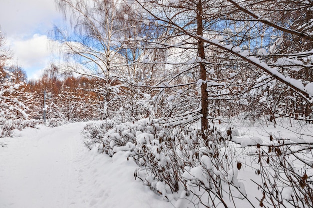 写真 道と森のある冬の風景.凍った植物の初期の冷ややかな。晴れた日の雪道。