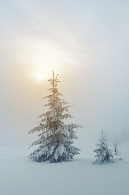 Winter landscape with trees covered with snow