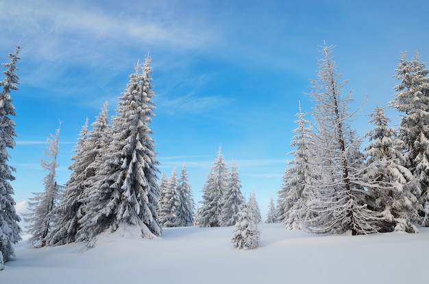 Winter landscape with trees covered with snow