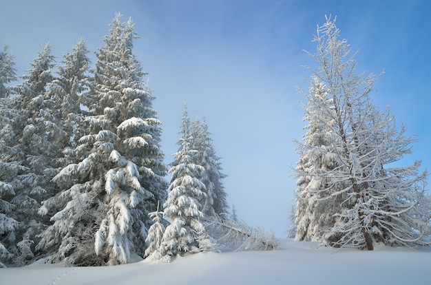 Winter landscape with trees covered with snow