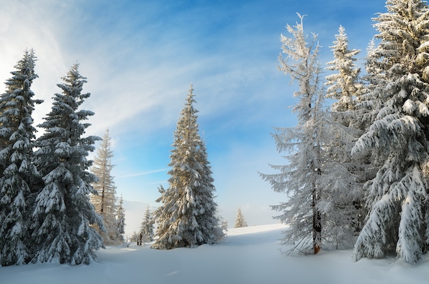 Зимний пейзаж с деревьями, покрытыми снегом