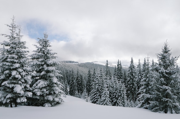 写真 雪に覆われた木々のある冬の風景