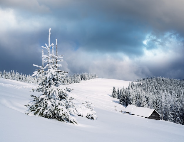 Winter landscape with trees covered with snow