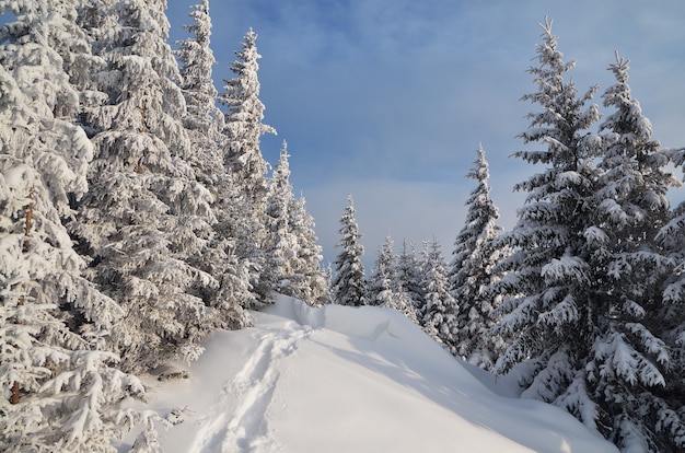 雪に覆われた木々のある冬の風景