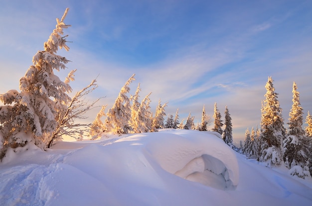 Winter landscape with trees covered with snow