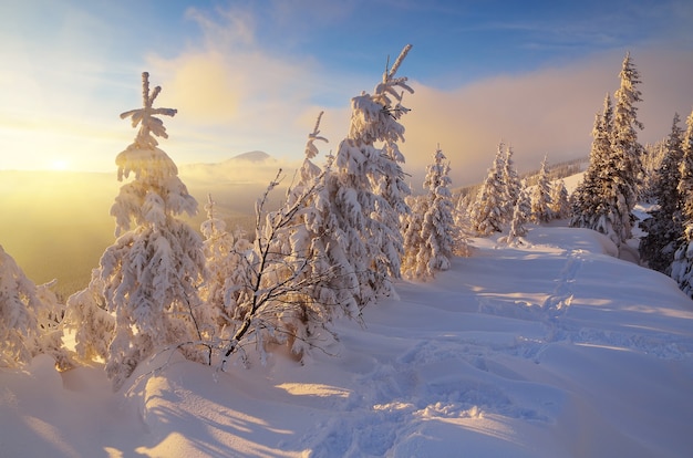 Winter landscape with trees covered with snow