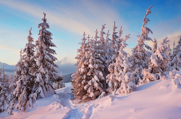 Winter landscape with trees covered with snow