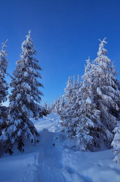 Зимний пейзаж с деревьями, покрытыми снегом