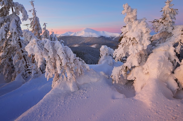 雪に覆われた木々のある冬の風景