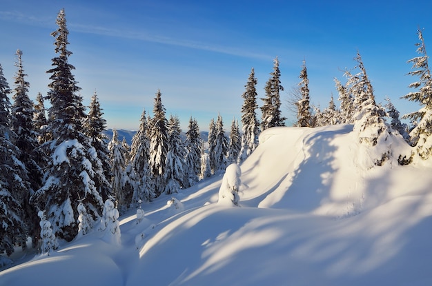 Winter landscape with trees covered with snow