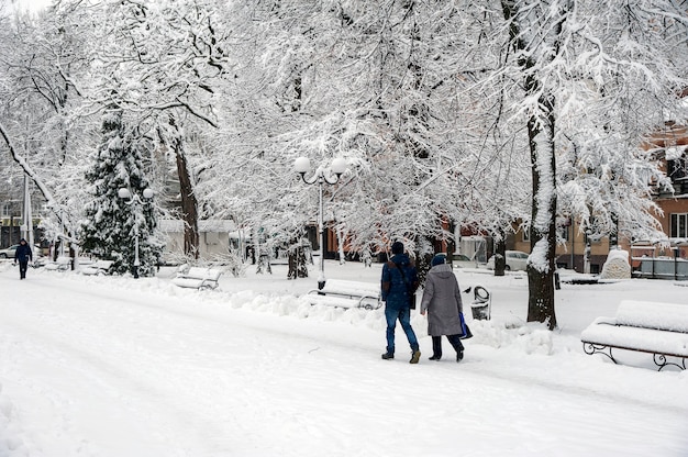 Зимний пейзаж с деревьями и снегом в городском парке. Деревья ковы