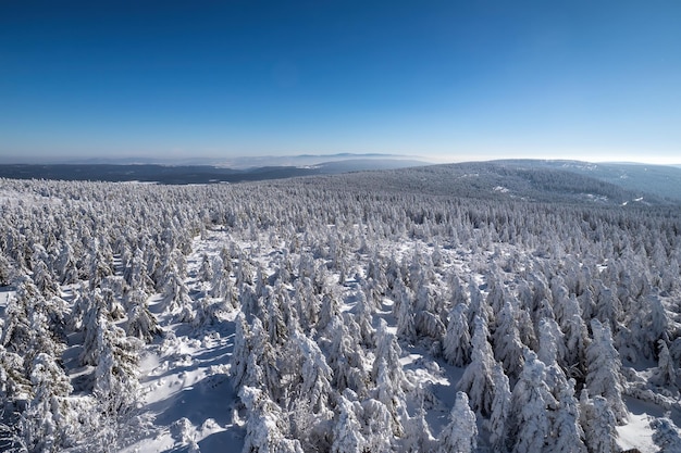 Winter landscape with trees under the snow Winter scenery