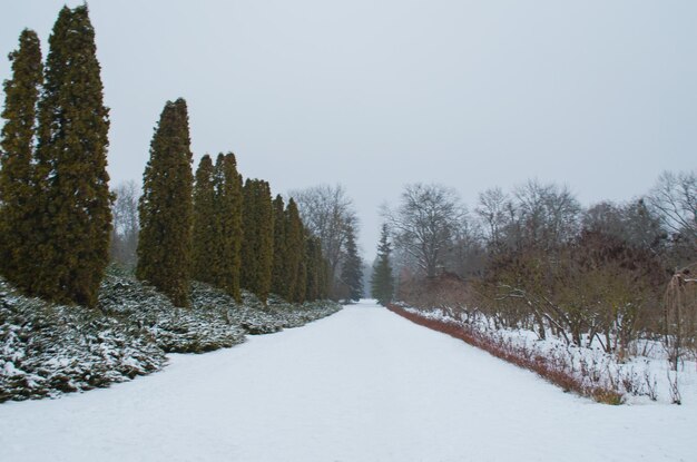 木々と雪のある冬の風景