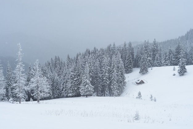 山の森の木造家屋のある冬の風景。曇りの日、そして新雪。カルパティア山脈、ウクライナ、ヨーロッパ