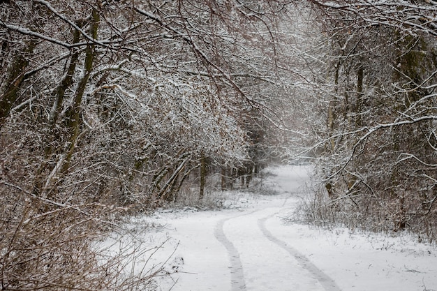 森の中で冬の風景、森の木々は雪で覆われています-道路