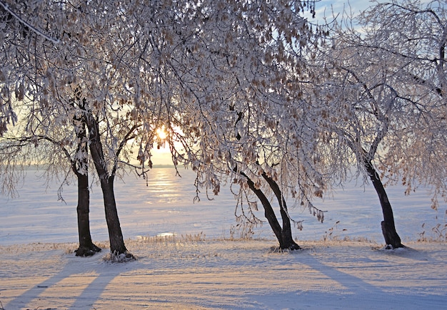 Winter landscape