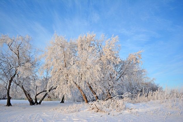 Photo winter landscape