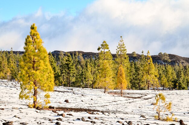 Winter Landscape