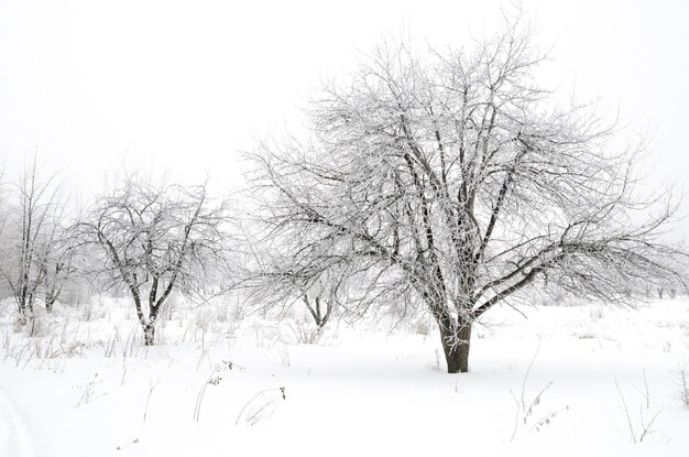 Winter landscape