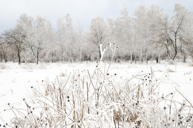 Winter landscape