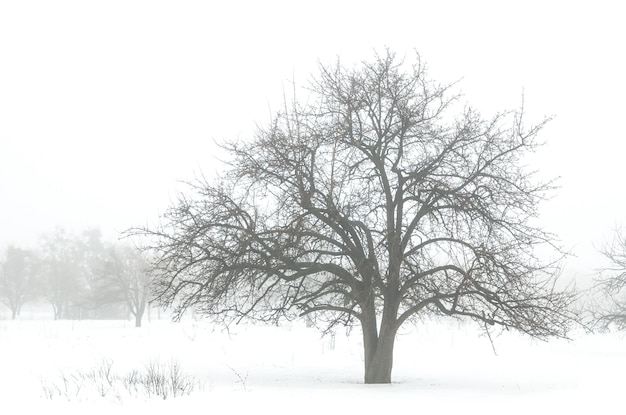 Winter landscape