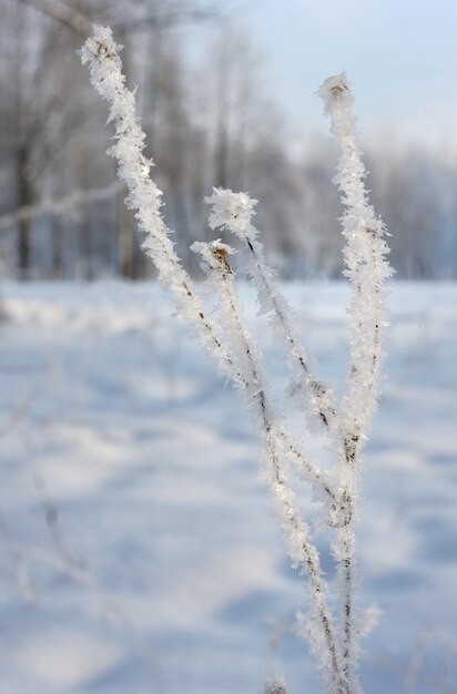 Winter landscape