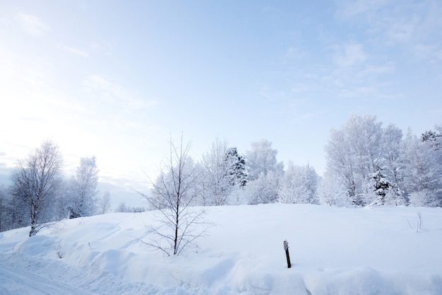 Winter landscape