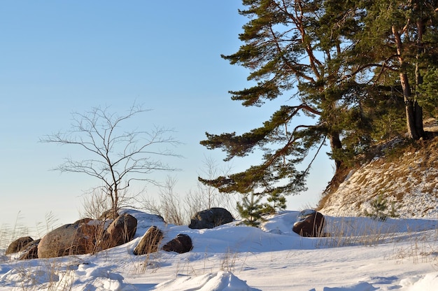 Winter landscape