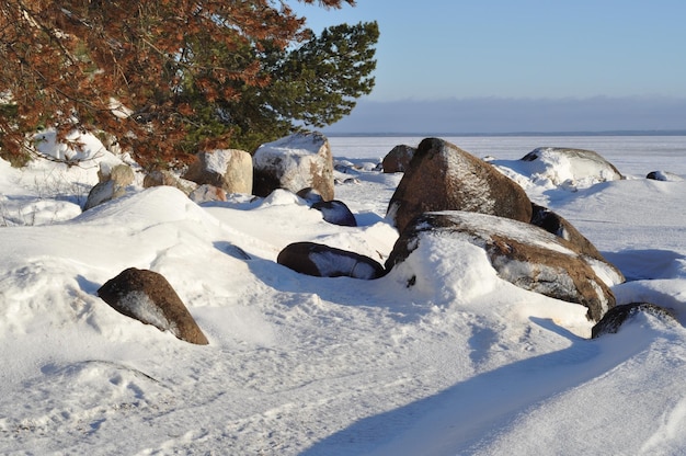 Winter landscape