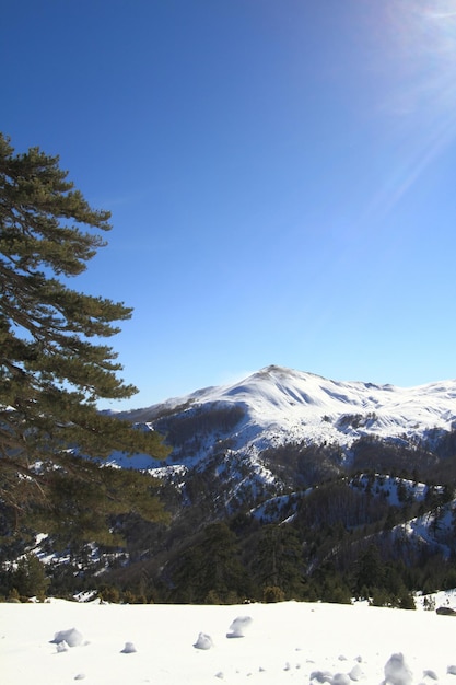 Winter landscape