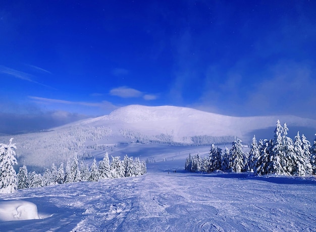 Winter Landscape