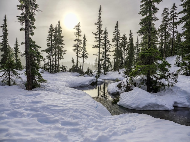 Winter Landscape