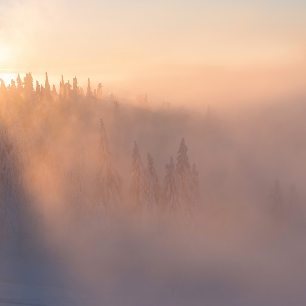 Photo winter landscapes from the carpathian mountains with fogs and snowy trees and sun ray