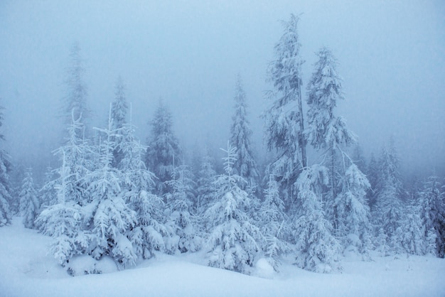 Winter landschap bomen in vorst en mist