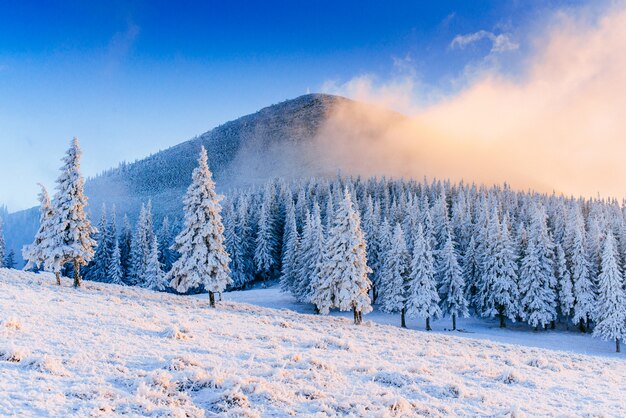 Winter landschap bomen in vorst