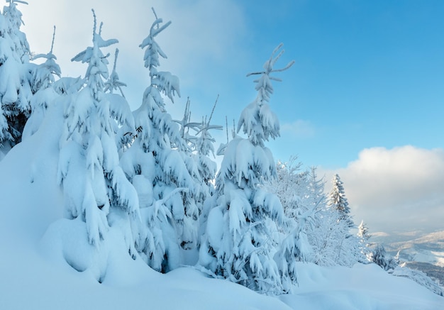 Winter landschap van de Oekraïense Karpaten