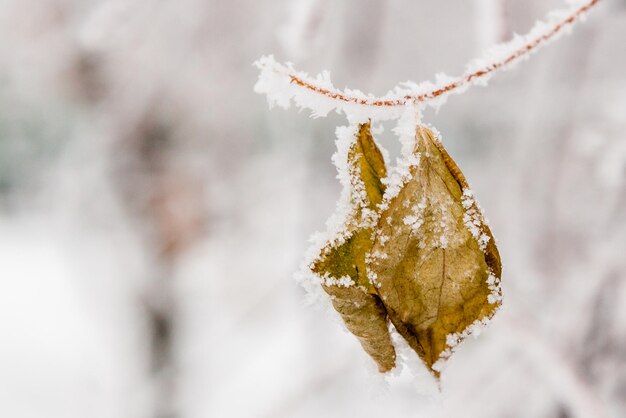 Foglie invernali coperte di neve e brina