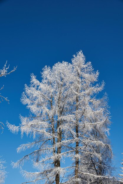 Winter magic. after the thaw, frost struck and the trees were covered with frost