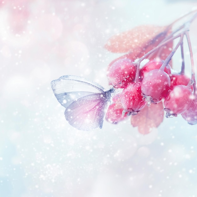 Winter magisch bosverhaal Kwetsbare tedere vlinder en roze bessen in een besneeuwd bos Winter- en herfstconcept Soft focus Vierkant formaat