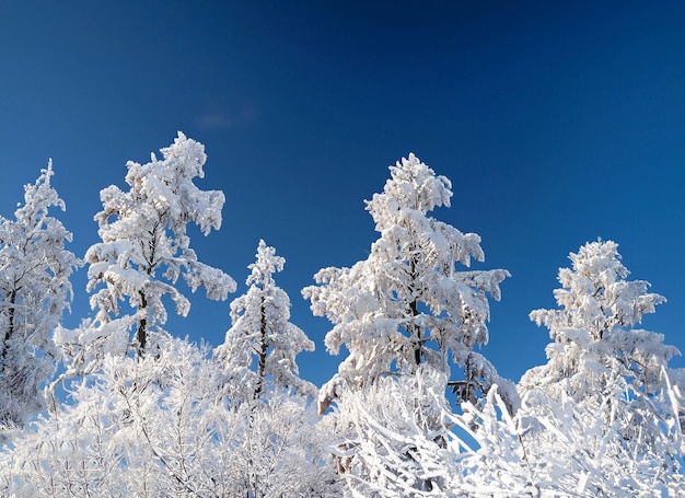 Winter Majesty SnowCovered Trees in Daylight