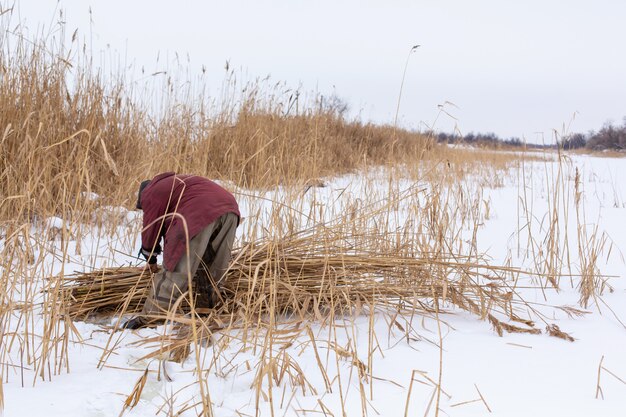 Winter. A man mows and collects dry reeds on an icy lake.