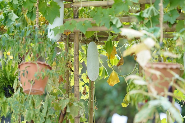 Winter melon or Benincasa hispida or Wax gourd are hung on the tree