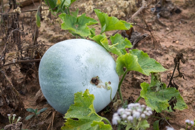 Winter melon on ground in Thailand organic fresh farm