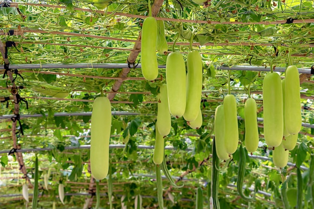 겨울 멜론 농장에 많은 나무.